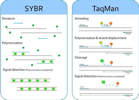 taqman vs sybr green.